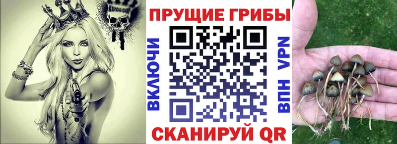 магазин продажи наркотиков  Пролетарск  Галлюциногенные грибы Psilocybe 